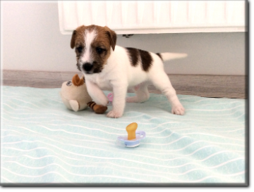 Little Dream Parson Russell Terrier