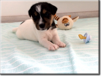 Little Dream Parson Russell Terrier